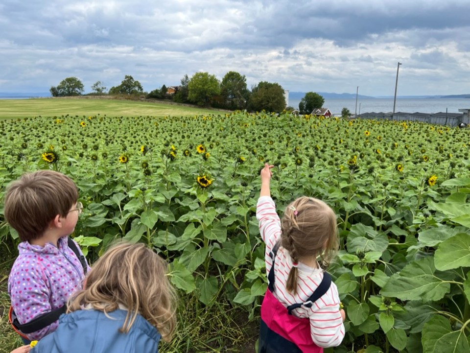 Tre barn er i en solsikkeåker.