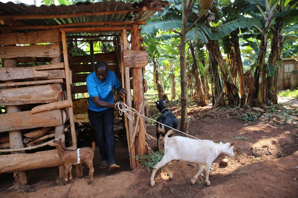 En mann holder en geit i et tau og er på vei ut av et geitehus. 